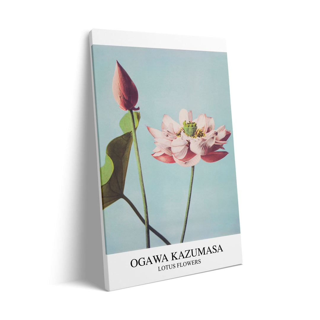 Unique lotus-ogawa-kazumasa- Beautiful framed art print available at Raremango