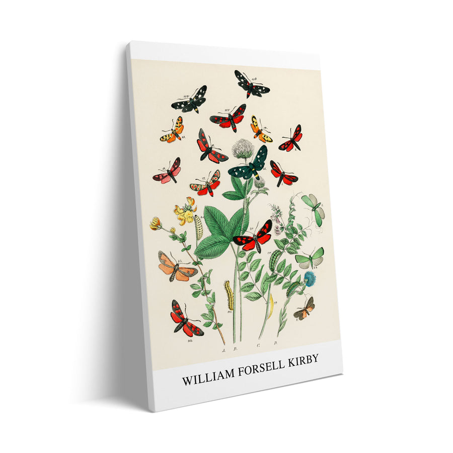 Unique european-butterfiles-moths-william-forsel-kirby- Beautiful framed art print available at Raremango