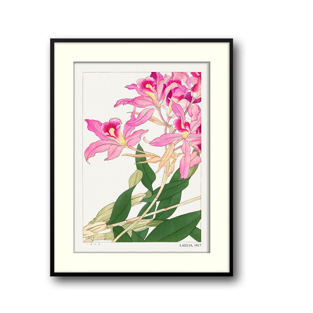 laelia-1917-tanigami-konam canvas art - Shop art for home decor