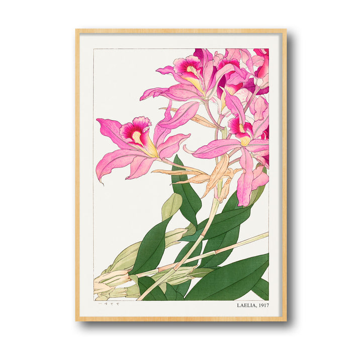 laelia-1917-tanigami-konam canvas art - Shop art for home decor