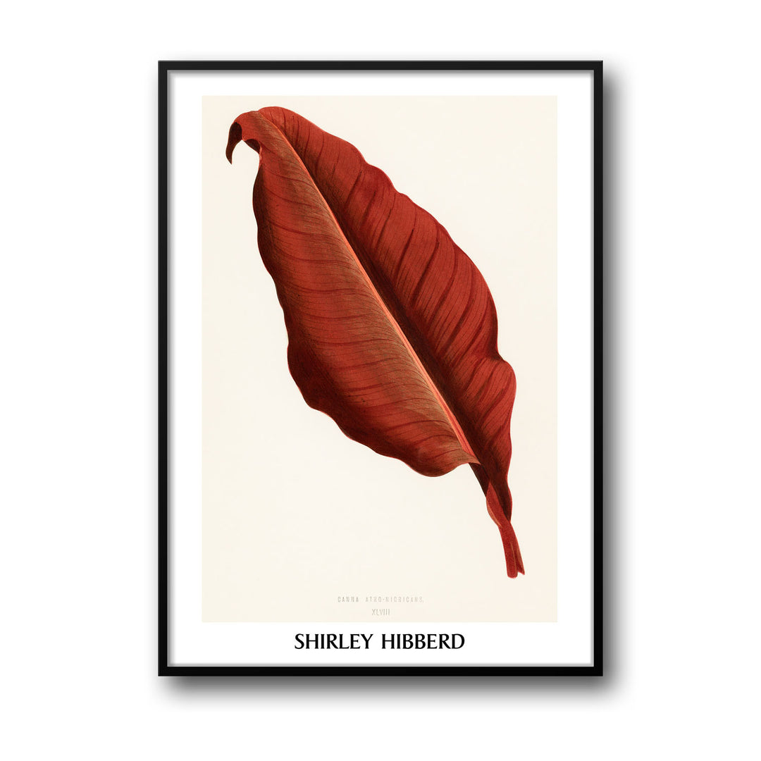 Unique canna-atro-nigricans-shirley-hibberd- Beautiful framed art print available at Raremango