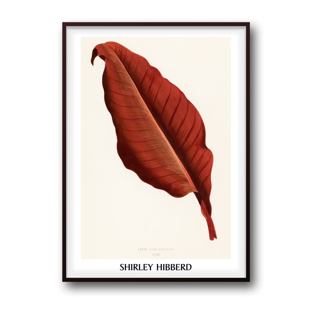 Unique canna-atro-nigricans-shirley-hibberd- Beautiful framed art print available at Raremango