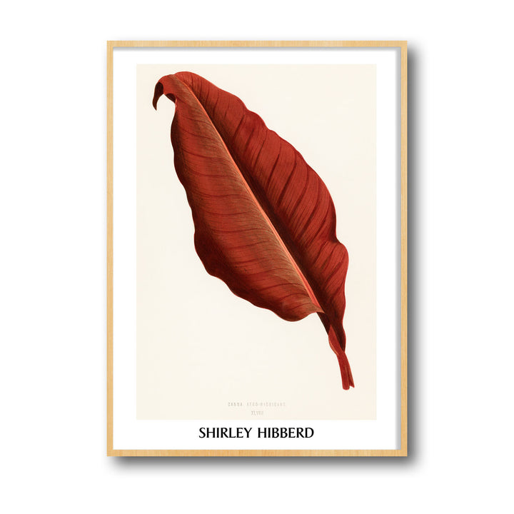 Unique canna-atro-nigricans-shirley-hibberd- Beautiful framed art print available at Raremango