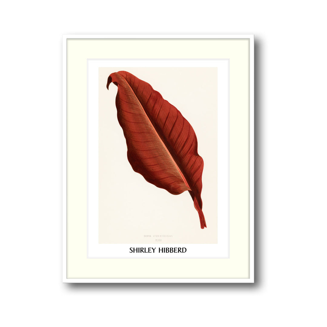 Unique canna-atro-nigricans-shirley-hibberd- Beautiful framed art print available at Raremango