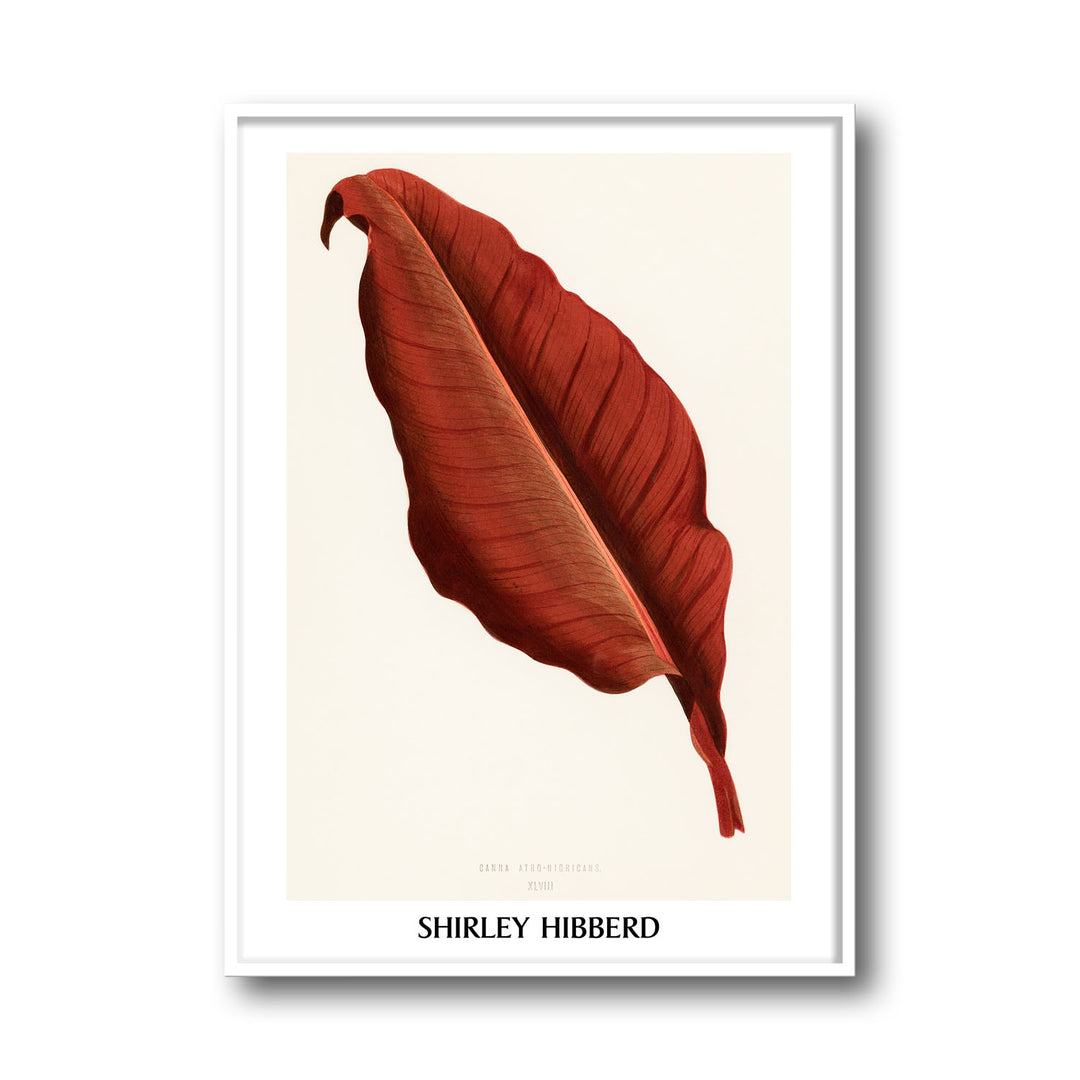 Unique canna-atro-nigricans-shirley-hibberd- Beautiful framed art print available at Raremango