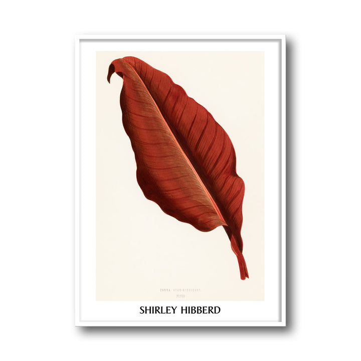 Unique canna-atro-nigricans-shirley-hibberd- Beautiful framed art print available at Raremango