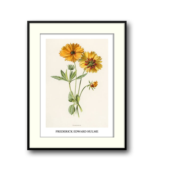 Unique coreopsis-frederick-edward-hulme- Beautiful framed art print available at Raremango