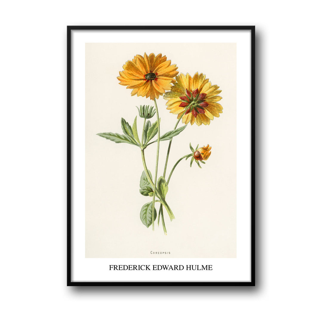 Unique coreopsis-frederick-edward-hulme- Beautiful framed art print available at Raremango