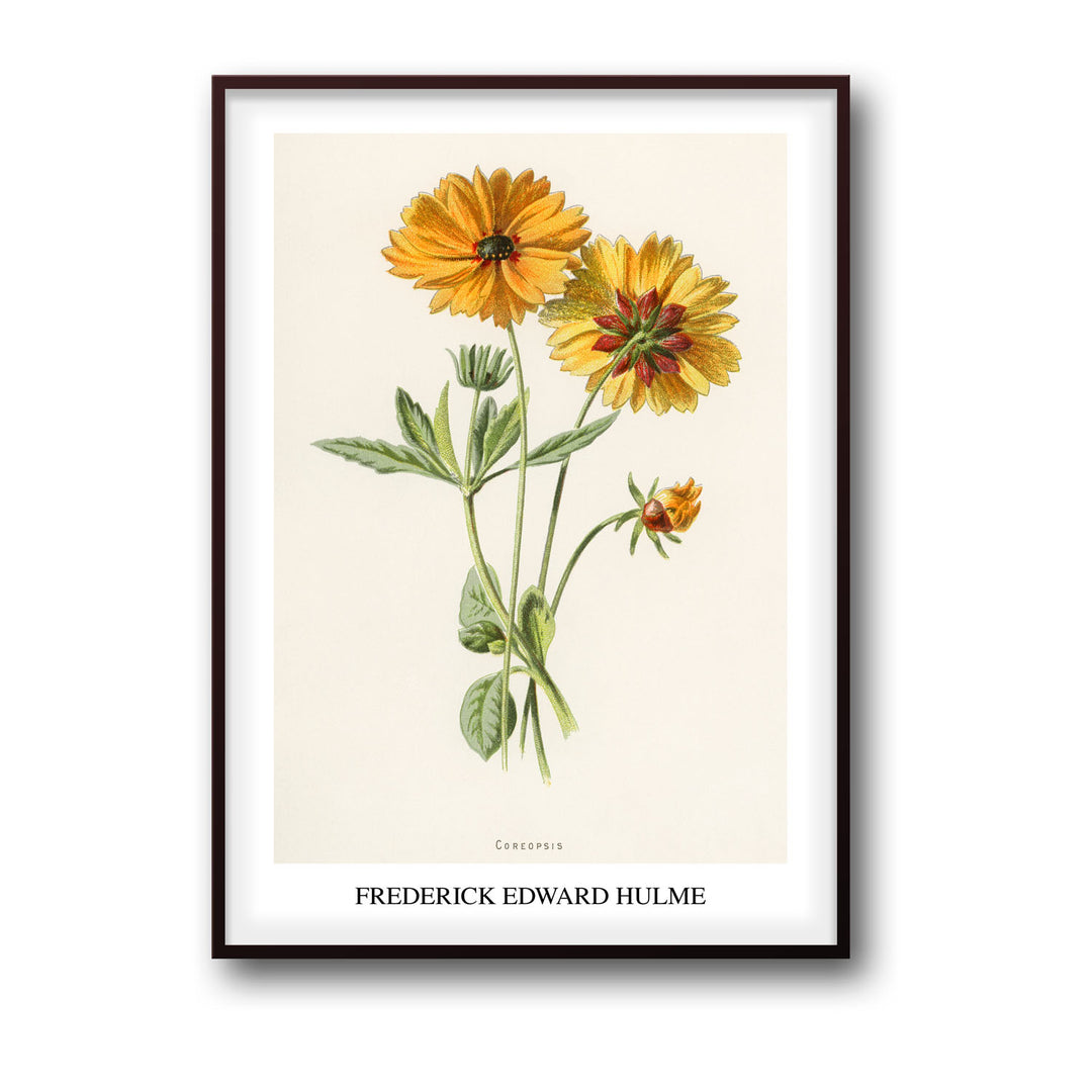 Unique coreopsis-frederick-edward-hulme- Beautiful framed art print available at Raremango