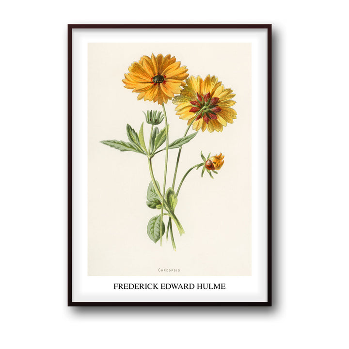 Unique coreopsis-frederick-edward-hulme- Beautiful framed art print available at Raremango