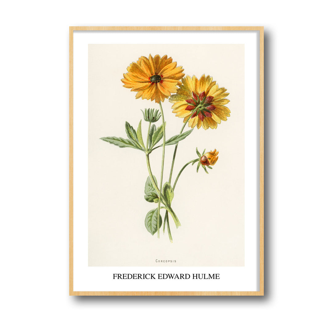 Unique coreopsis-frederick-edward-hulme- Beautiful framed art print available at Raremango