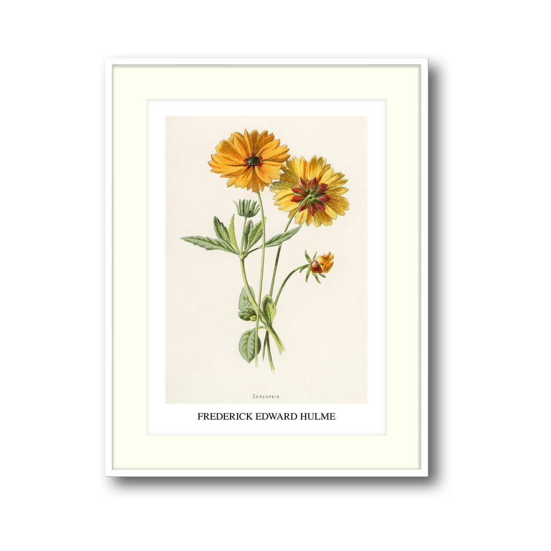 Unique coreopsis-frederick-edward-hulme- Beautiful framed art print available at Raremango