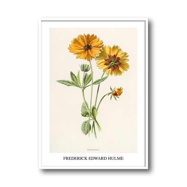 Unique coreopsis-frederick-edward-hulme- Beautiful framed art print available at Raremango