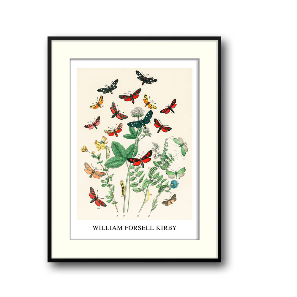 Unique european-butterfiles-moths-william-forsel-kirby- Beautiful framed art print available at Raremango