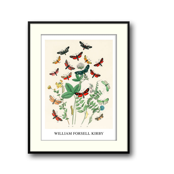 Unique european-butterfiles-moths-william-forsel-kirby- Beautiful framed art print available at Raremango