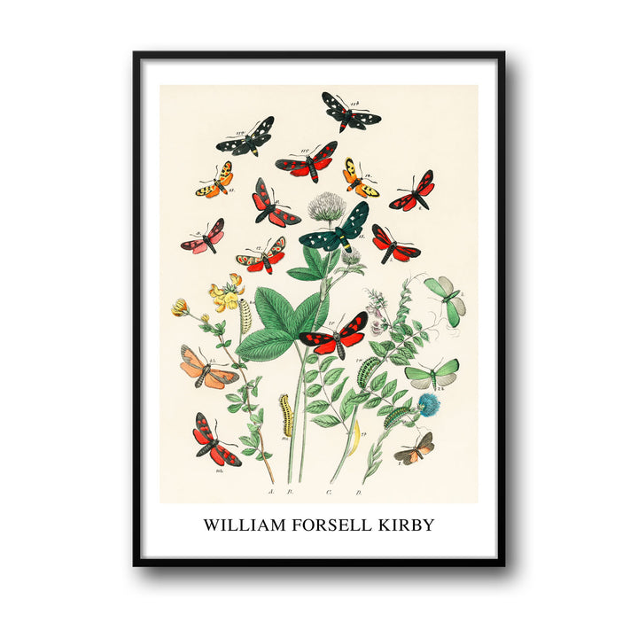 Unique european-butterfiles-moths-william-forsel-kirby- Beautiful framed art print available at Raremango