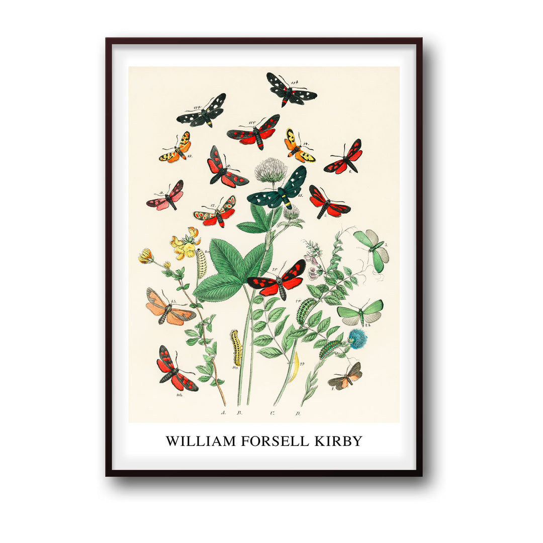 Unique european-butterfiles-moths-william-forsel-kirby- Beautiful framed art print available at Raremango