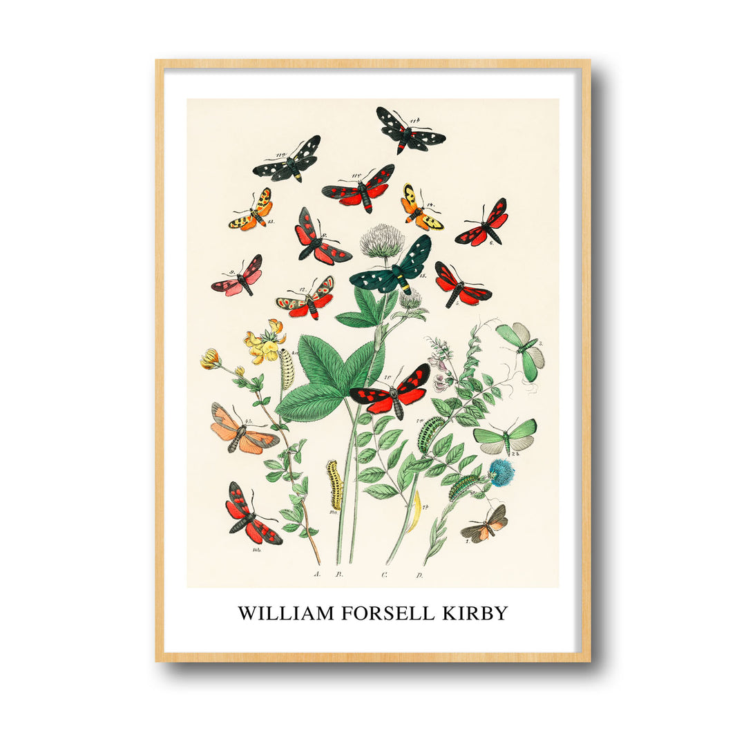 Unique european-butterfiles-moths-william-forsel-kirby- Beautiful framed art print available at Raremango