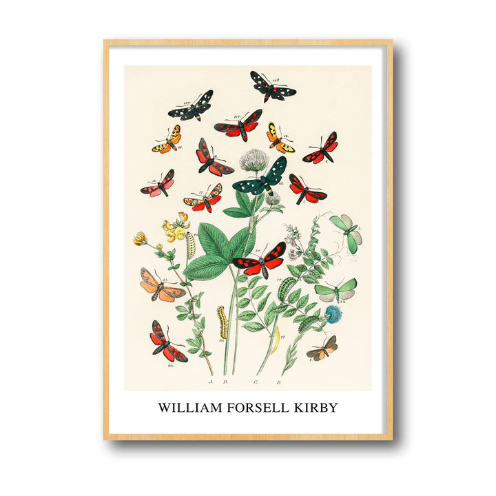 Unique european-butterfiles-moths-william-forsel-kirby- Beautiful framed art print available at Raremango