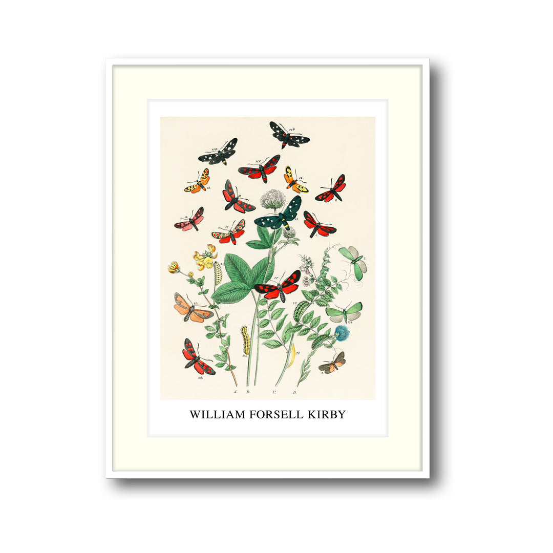 Unique european-butterfiles-moths-william-forsel-kirby- Beautiful framed art print available at Raremango