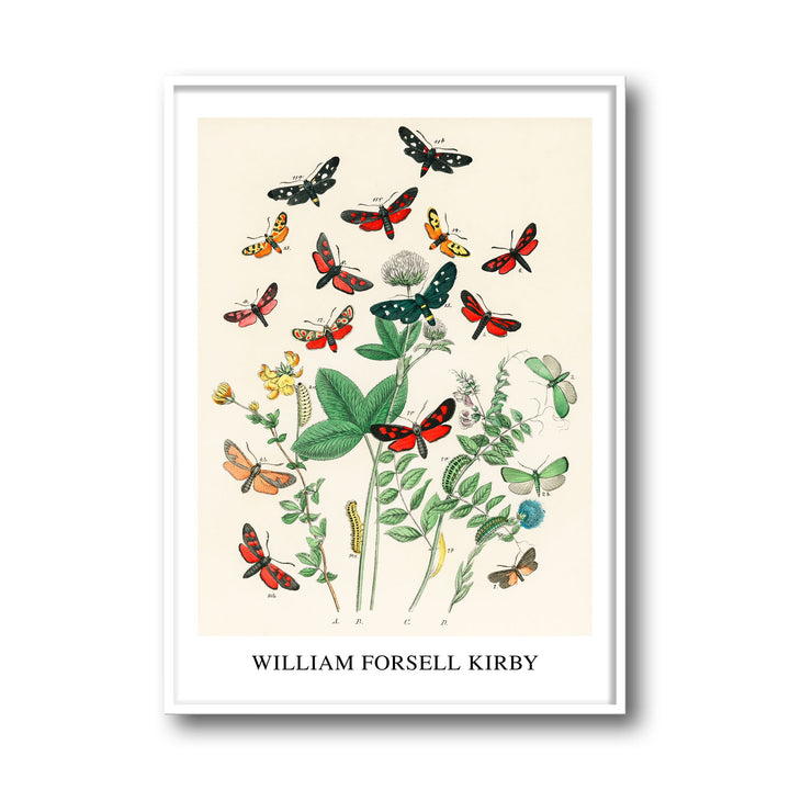 Unique european-butterfiles-moths-william-forsel-kirby- Beautiful framed art print available at Raremango