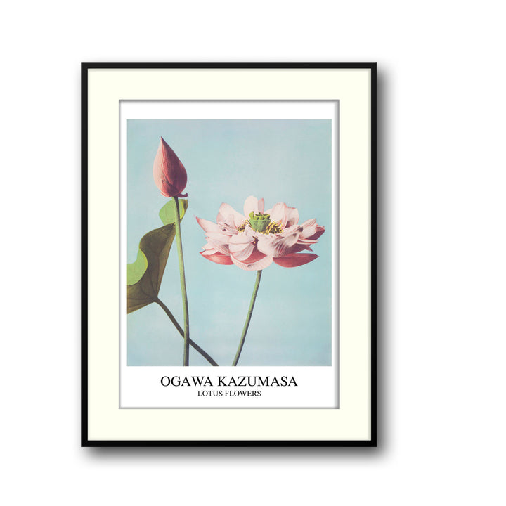 Unique lotus-ogawa-kazumasa- Beautiful framed art print available at Raremango