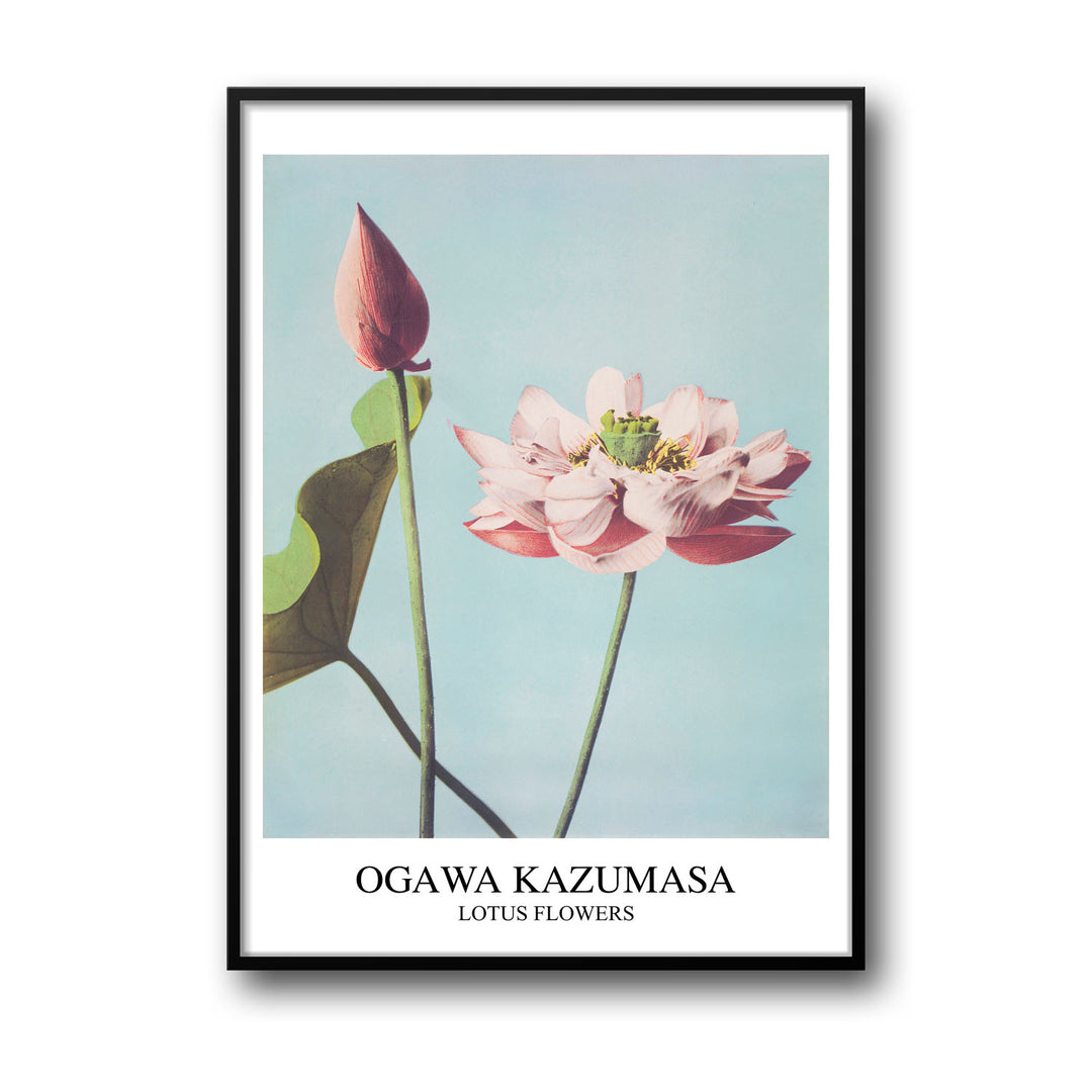 Unique lotus-ogawa-kazumasa- Beautiful framed art print available at Raremango