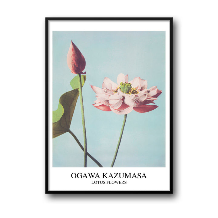 Unique lotus-ogawa-kazumasa- Beautiful framed art print available at Raremango