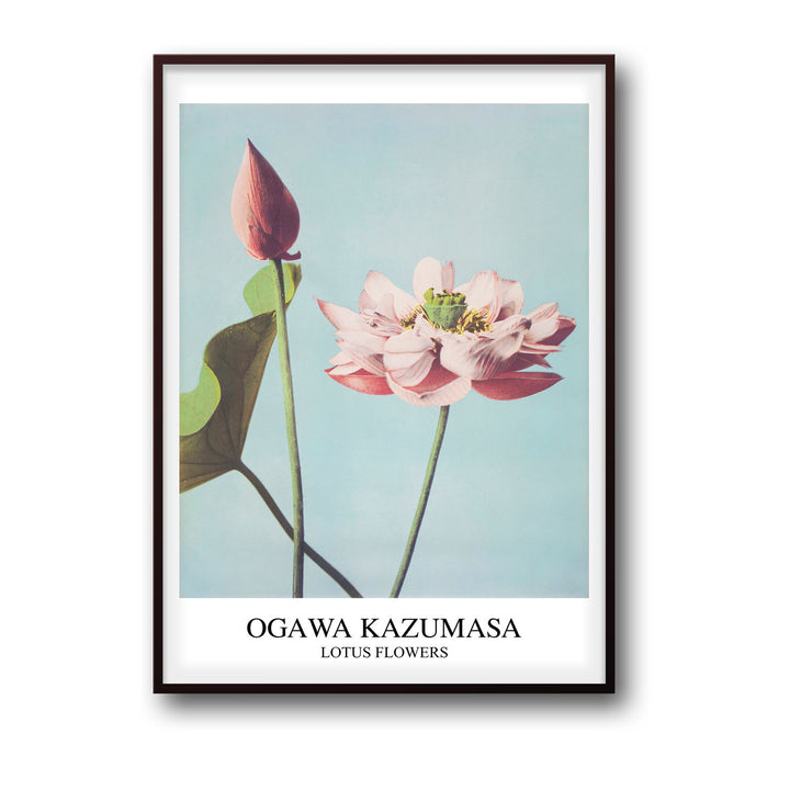 Unique lotus-ogawa-kazumasa- Beautiful framed art print available at Raremango