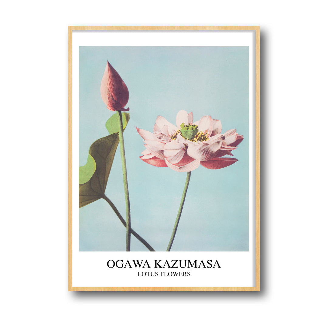 Unique lotus-ogawa-kazumasa- Beautiful framed art print available at Raremango