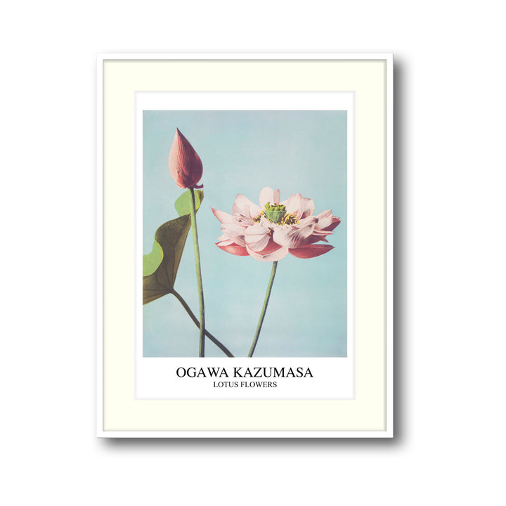 Unique lotus-ogawa-kazumasa- Beautiful framed art print available at Raremango