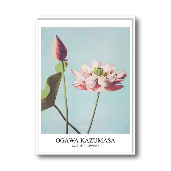 Unique lotus-ogawa-kazumasa- Beautiful framed art print available at Raremango