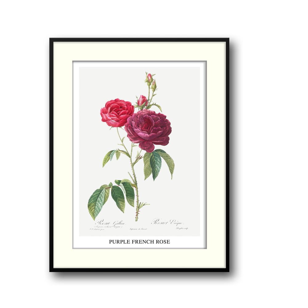 Unique purple-french-rose-pierre-joseph-redoute- Beautiful framed art print available at Raremango