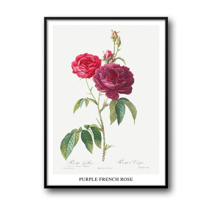 Unique purple-french-rose-pierre-joseph-redoute- Beautiful framed art print available at Raremango