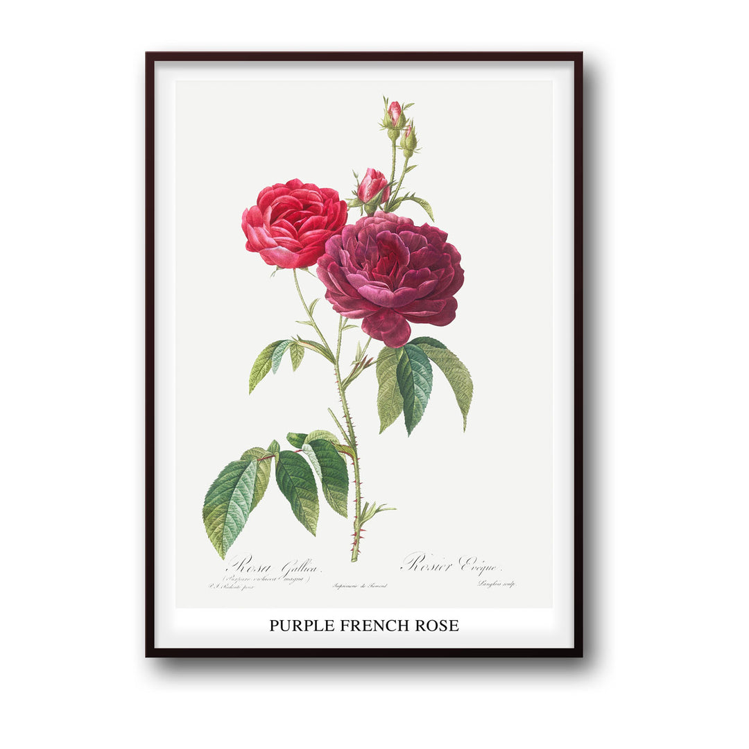 Unique purple-french-rose-pierre-joseph-redoute- Beautiful framed art print available at Raremango