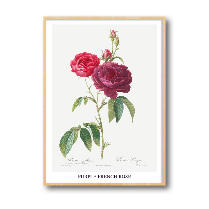 Unique purple-french-rose-pierre-joseph-redoute- Beautiful framed art print available at Raremango