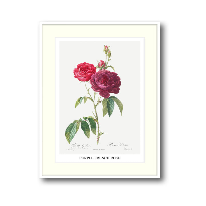 Unique purple-french-rose-pierre-joseph-redoute- Beautiful framed art print available at Raremango