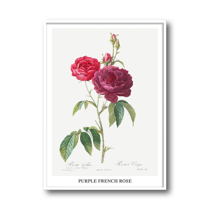 Unique purple-french-rose-pierre-joseph-redoute- Beautiful framed art print available at Raremango