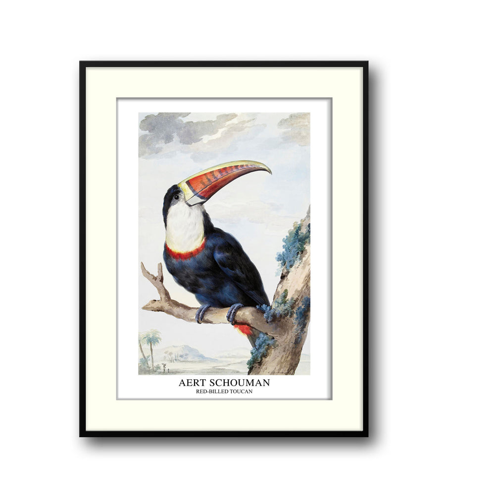 Unique red-billed-toucan-1748-aert-schouman- Beautiful framed art print available at Raremango