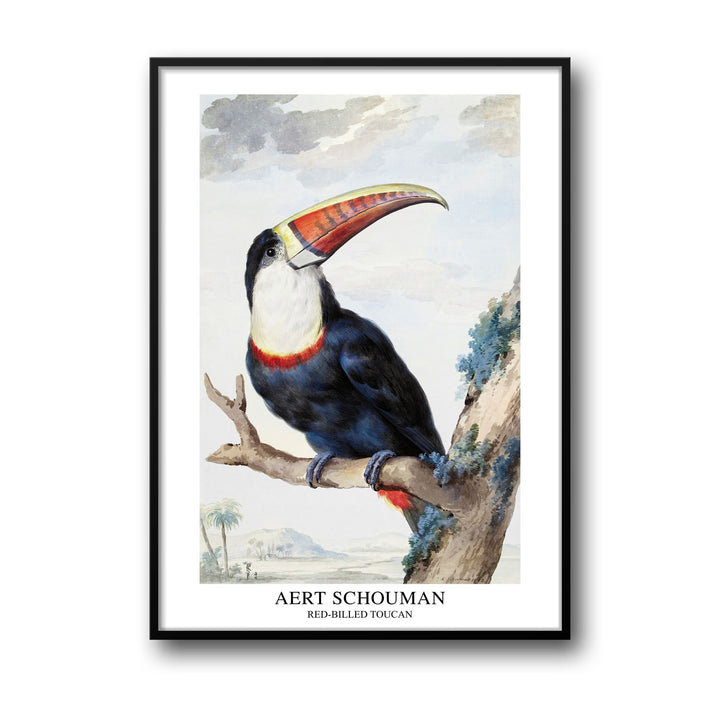 Unique red-billed-toucan-1748-aert-schouman- Beautiful framed art print available at Raremango