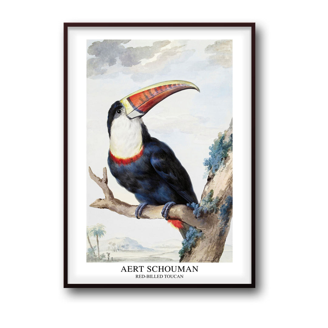 Unique red-billed-toucan-1748-aert-schouman- Beautiful framed art print available at Raremango