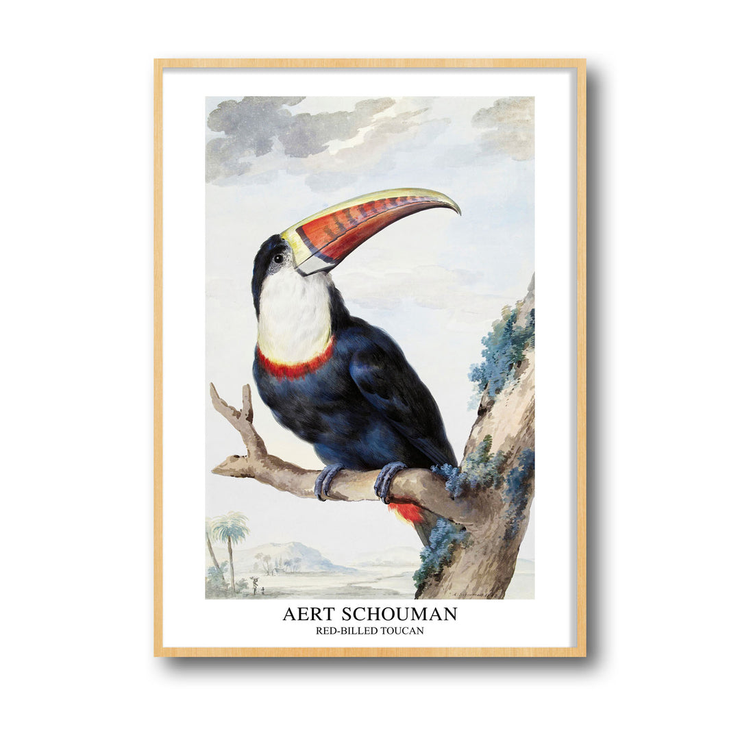 Unique red-billed-toucan-1748-aert-schouman- Beautiful framed art print available at Raremango