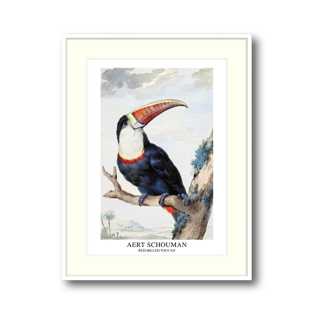 Unique red-billed-toucan-1748-aert-schouman- Beautiful framed art print available at Raremango