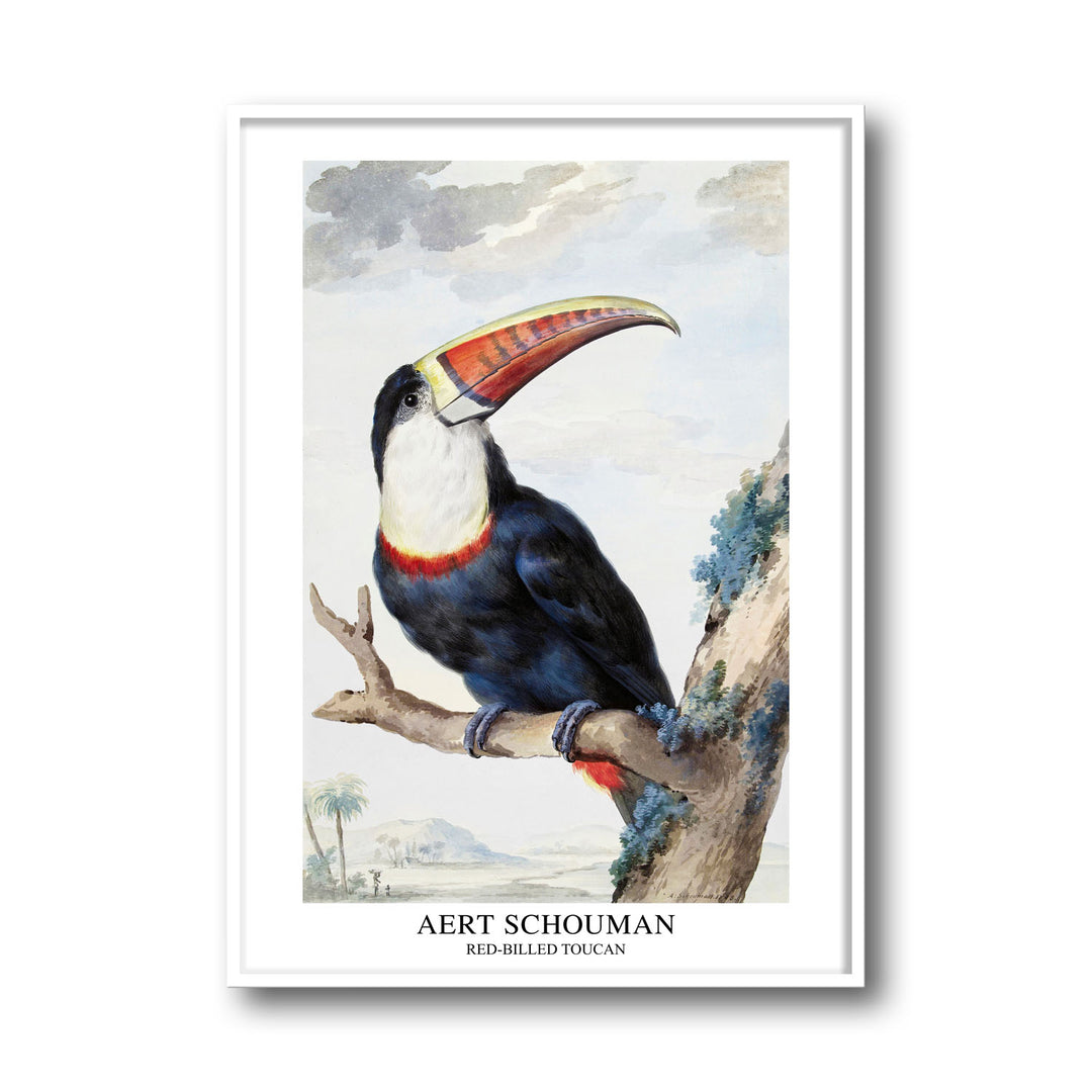 Unique red-billed-toucan-1748-aert-schouman- Beautiful framed art print available at Raremango