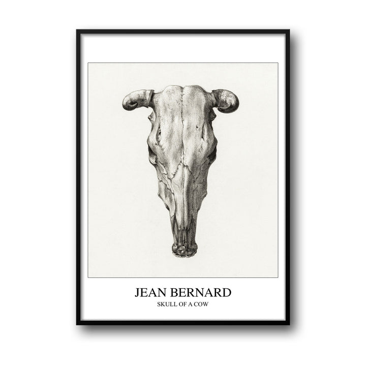 Unique skull-of-a-cow-seen-from-above-jean-bernard- Beautiful framed art print available at Raremango