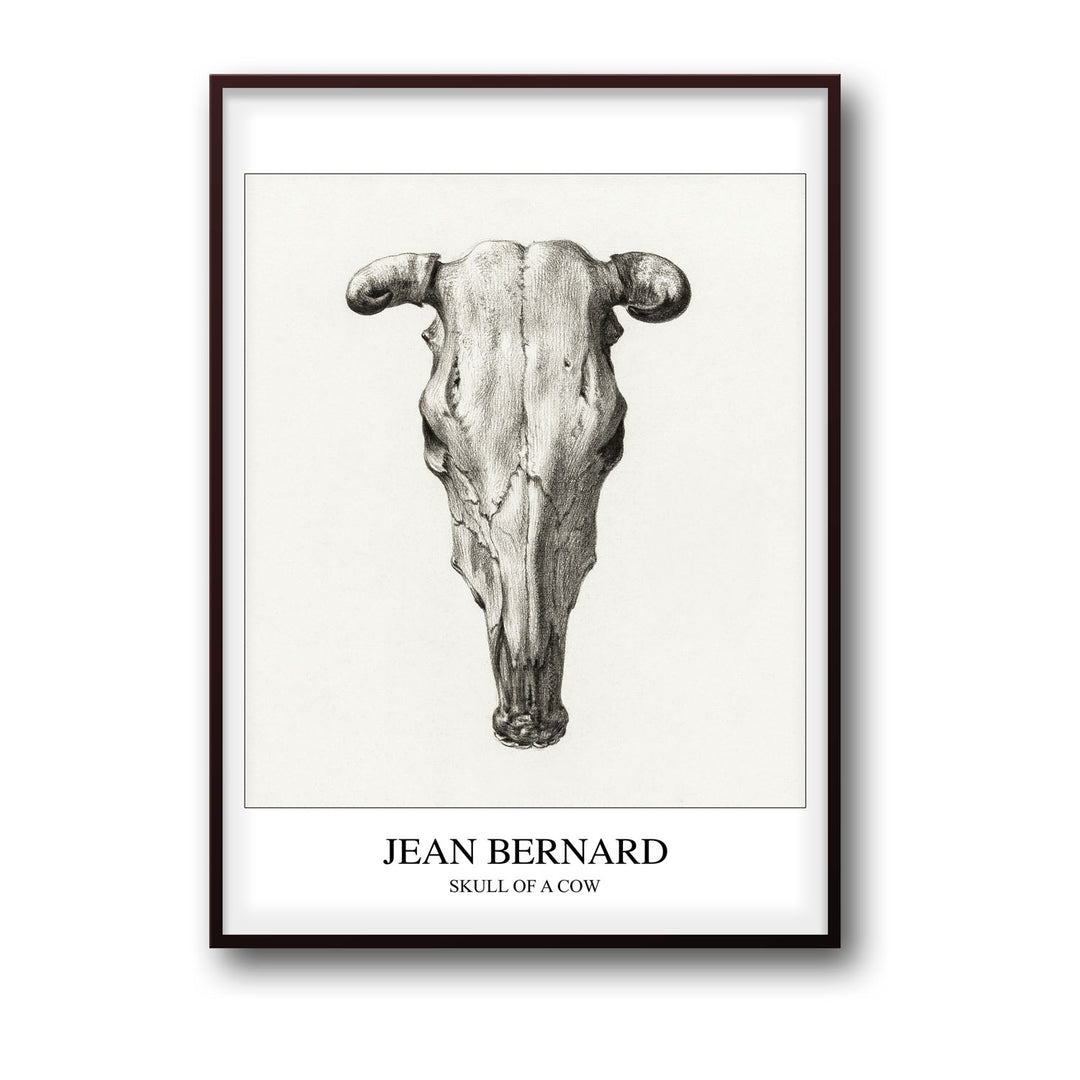 Unique skull-of-a-cow-seen-from-above-jean-bernard- Beautiful framed art print available at Raremango