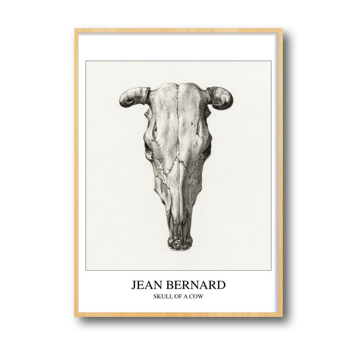 Unique skull-of-a-cow-seen-from-above-jean-bernard- Beautiful framed art print available at Raremango