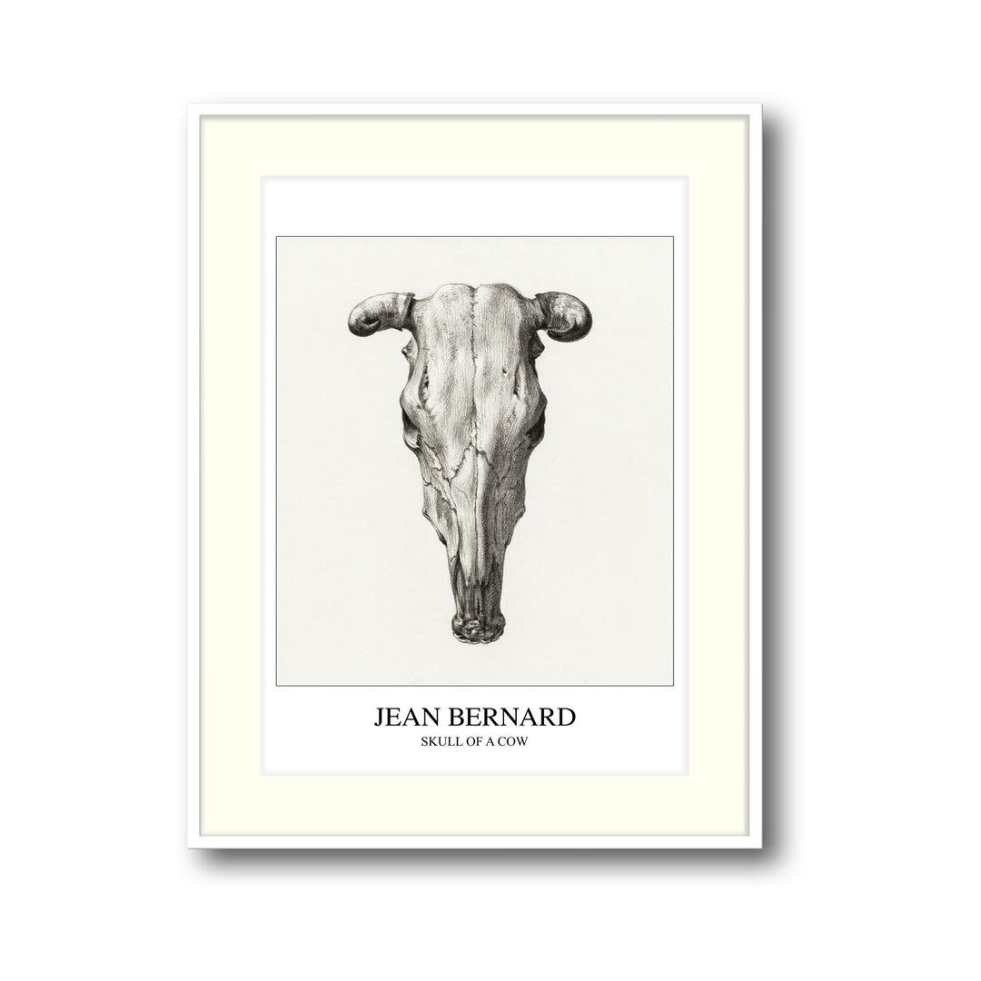 Unique skull-of-a-cow-seen-from-above-jean-bernard- Beautiful framed art print available at Raremango