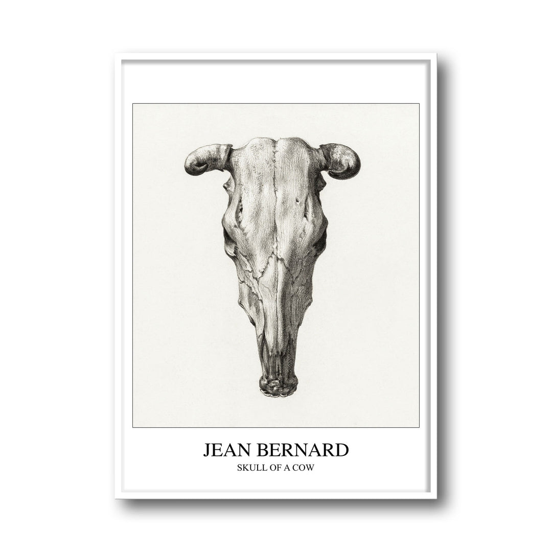 Unique skull-of-a-cow-seen-from-above-jean-bernard- Beautiful framed art print available at Raremango